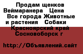 Продам щенков Веймаранера › Цена ­ 30 - Все города Животные и растения » Собаки   . Красноярский край,Сосновоборск г.